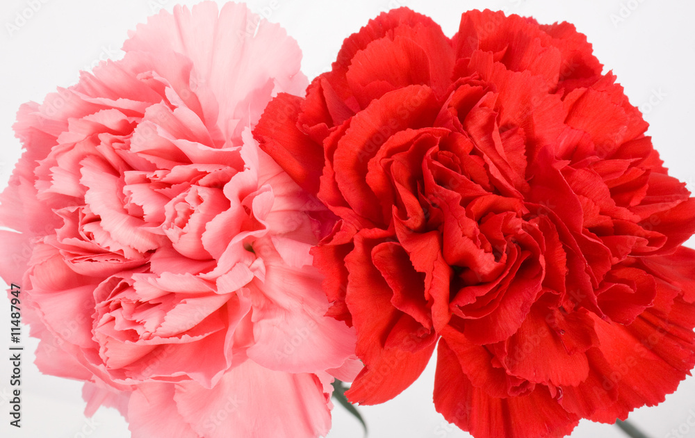 Pink and Red Carnations Pink and Red Carnations
