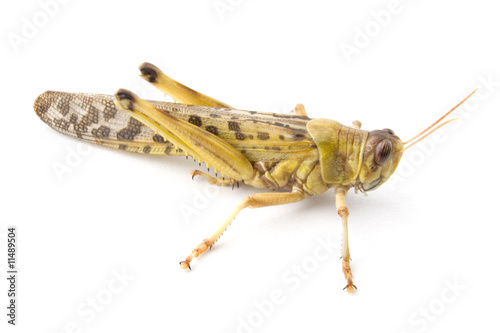 African Desert Locust photo