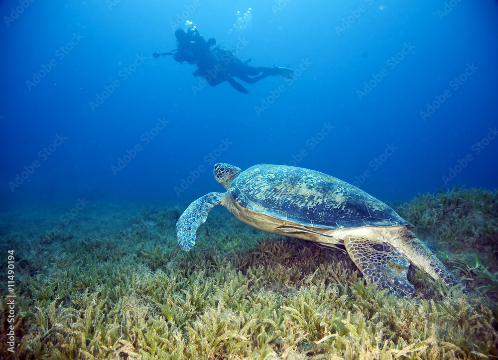 Naklejka premium male green turtle and divers