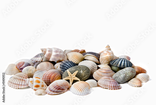 various color shells isolated on white