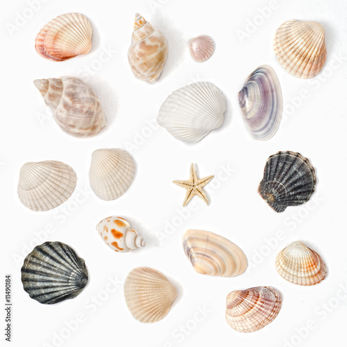 various color shell isolated on white