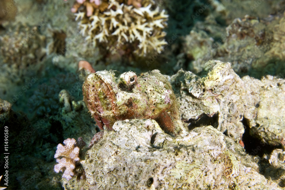 bearded scorpionfish bearded scorpionfish