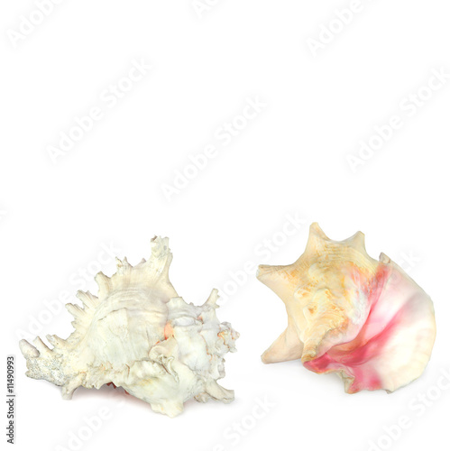 Conch Shell Beauties