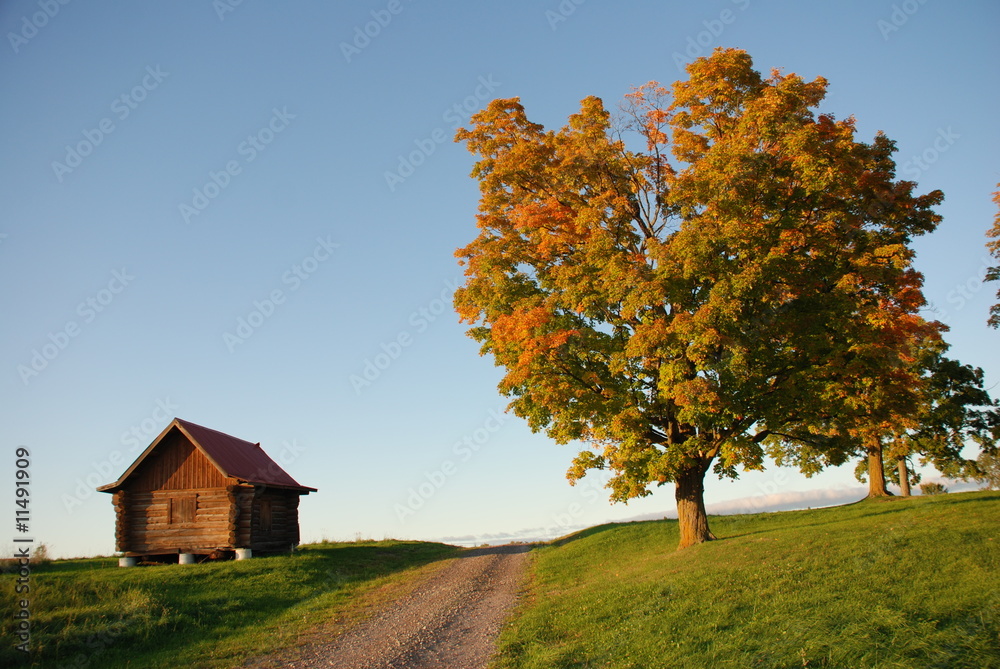 Cabin and tree