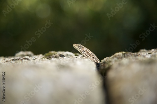 head of small lizard