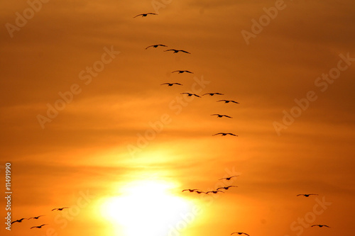 Pelicans and sunset © MAX SUAREZ