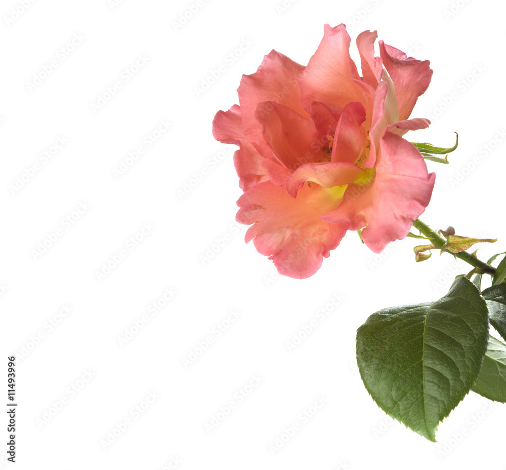 Fototapeta premium Pink valentines rose