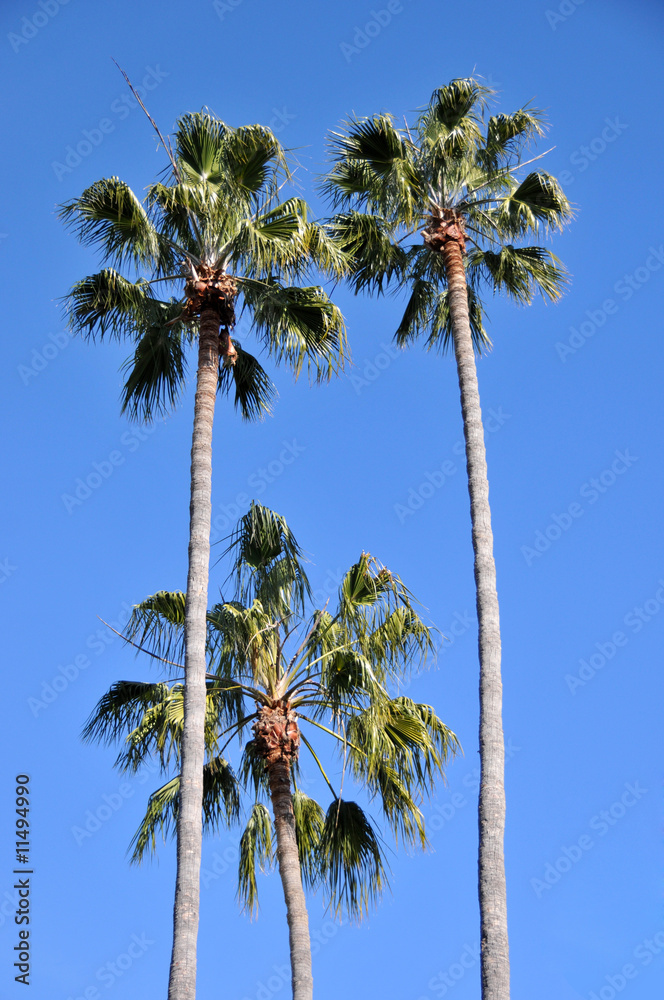 Fototapeta premium palm trees