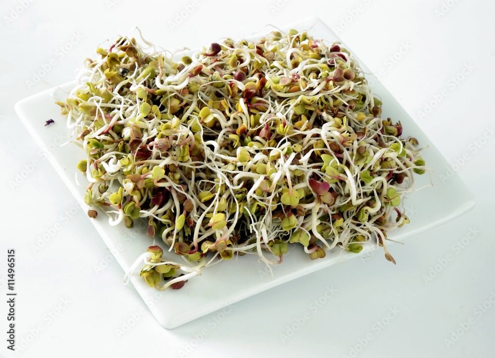 radish seeds germination Stock Photo Adobe Stock