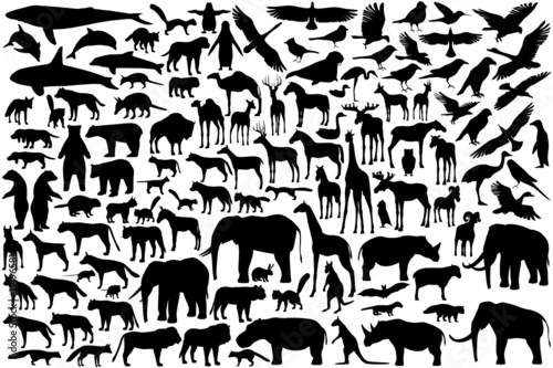 Mammals and birds
