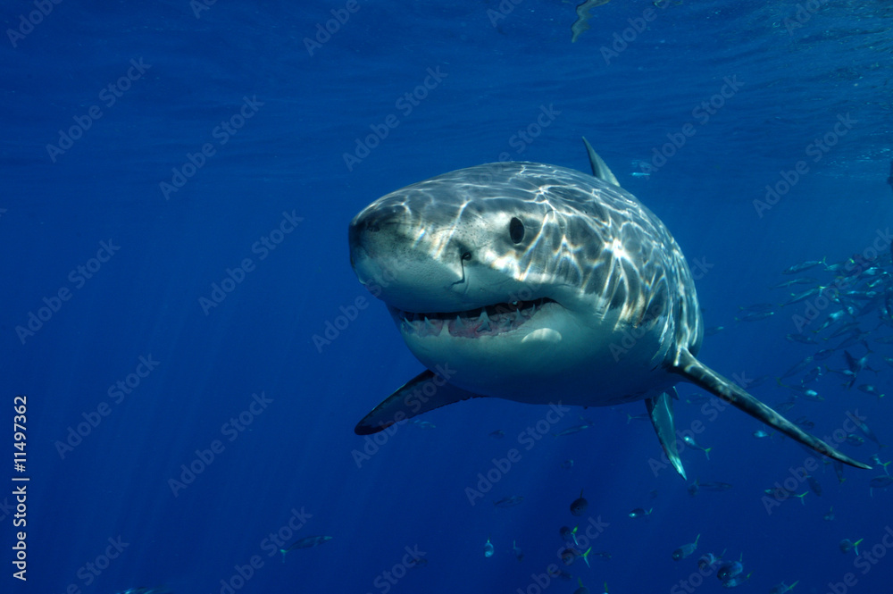 Fototapeta premium Great White Shark