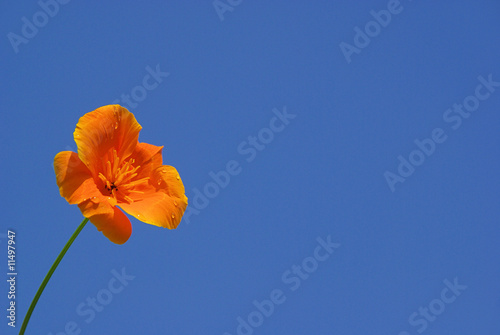Kalifornischer Mohn - California poppy 12
