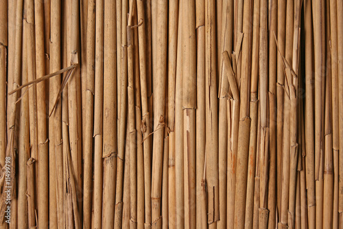 Dry grass background