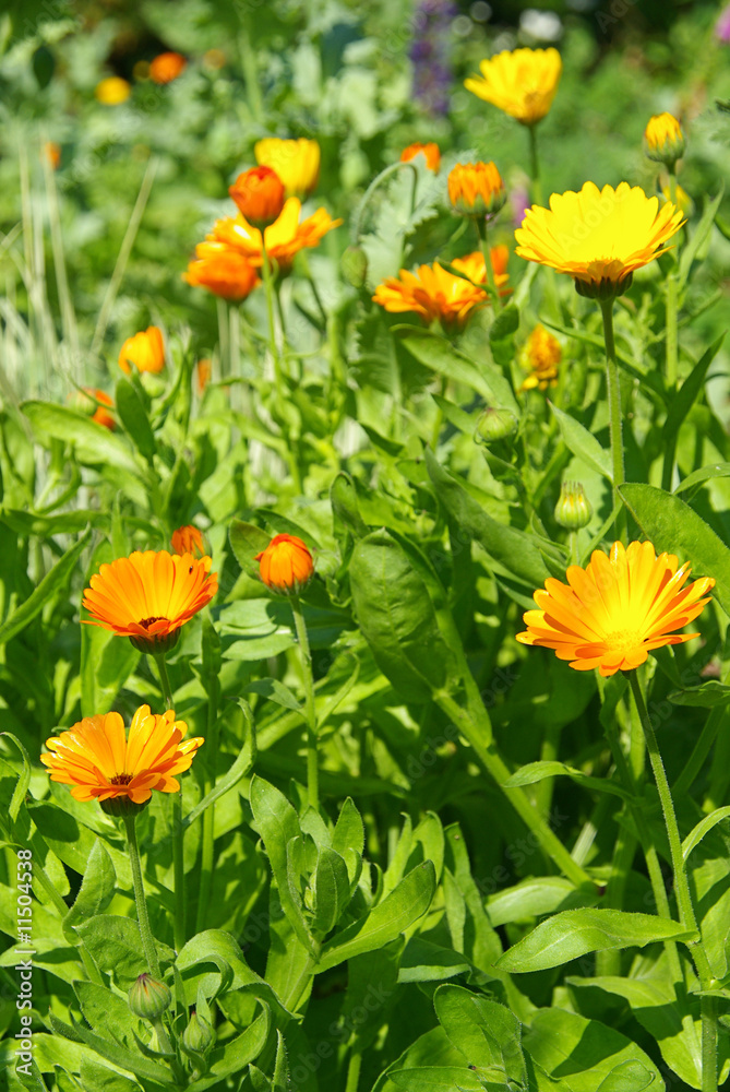 Ringelblume - calendula 08