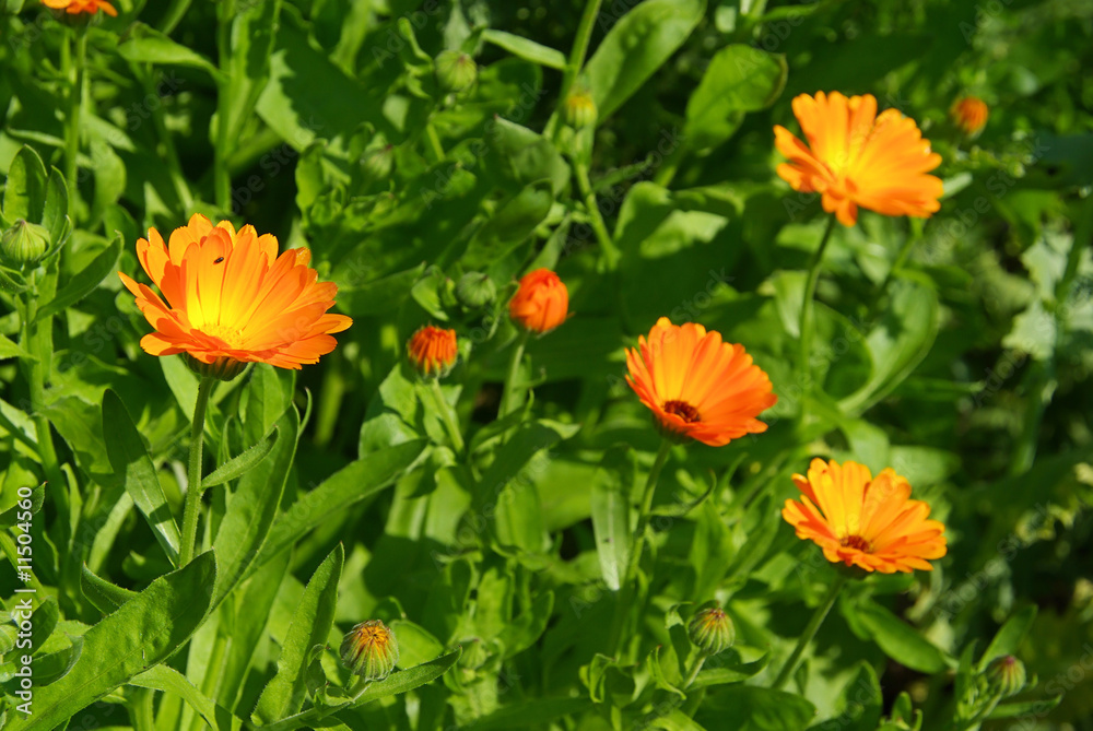 Ringelblume - calendula 10 Ringelblume - calendula 10