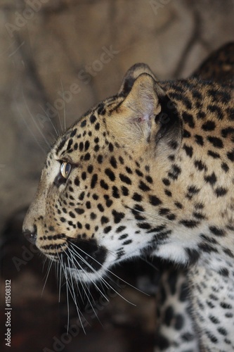 leopardo