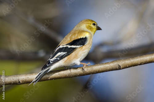American Goldfinch