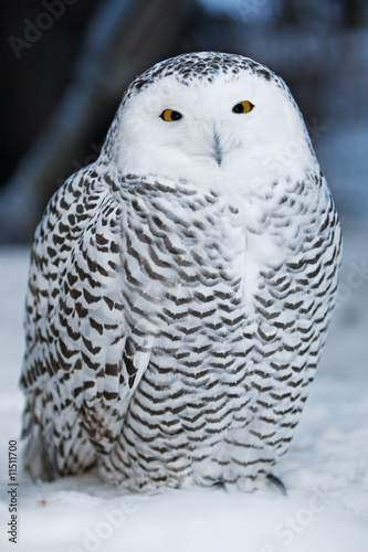 Snow owl © Sly
