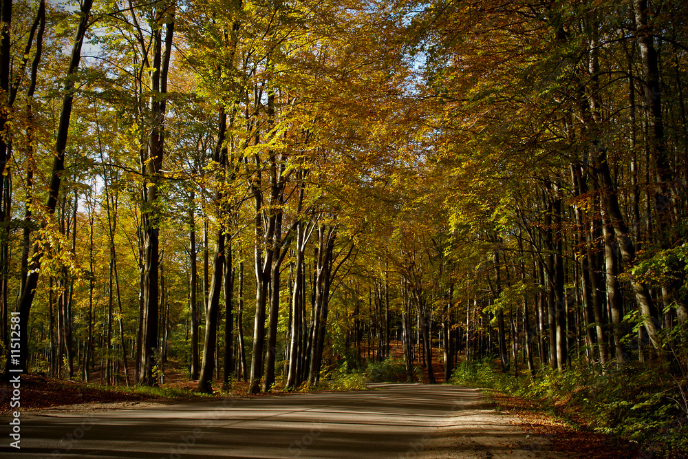 Fototapeta premium jesienny las