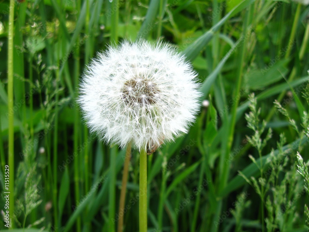 the dandelion