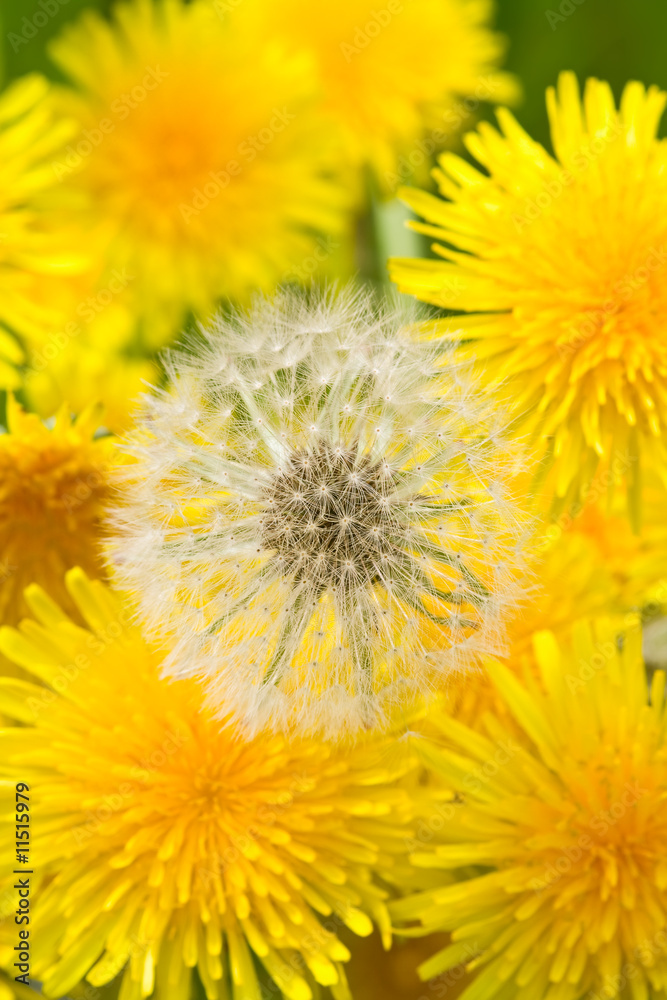 dandellion flowers