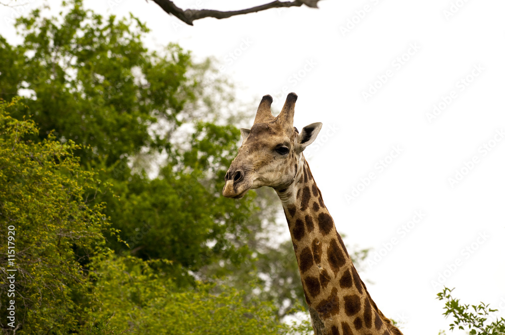 Giraffe in kruger national park