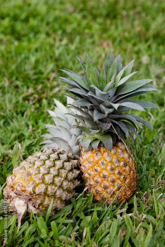 Fototapeta premium Pineapple