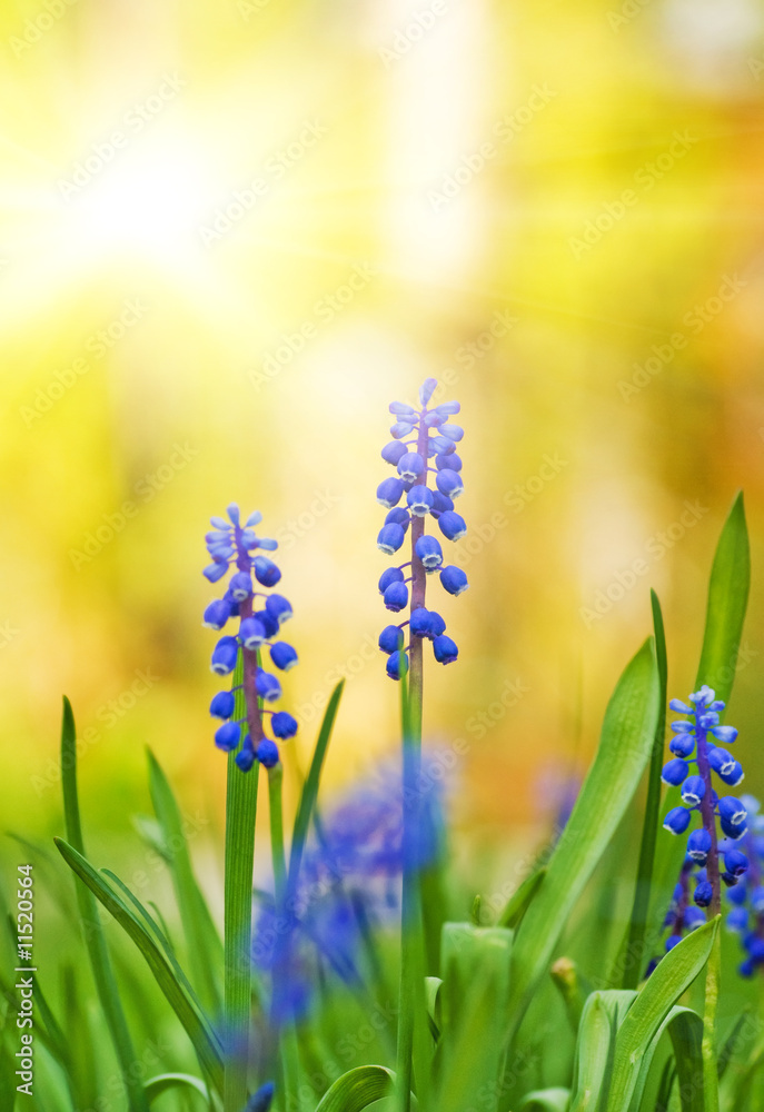 Beautiful blue flowers on a meadow (shallow DoF)