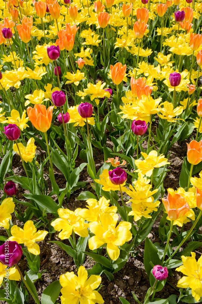 Obraz premium Flower Bed Background