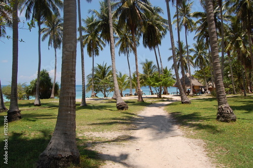 Palm trees near the tropical beach