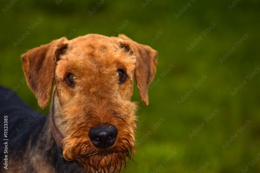 Dog portrait with green background Dog portrait with green background