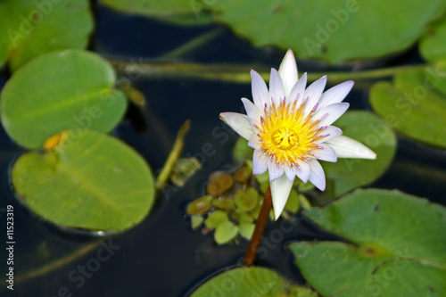 Seerose  Nymphaea 