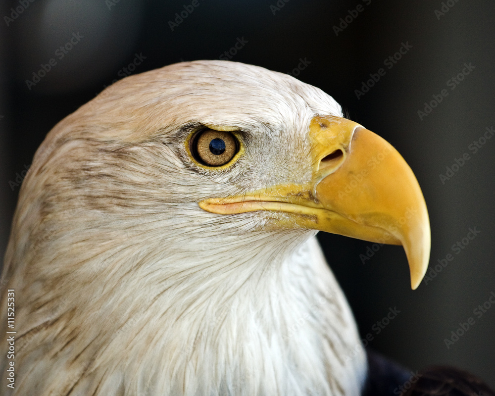 Obraz premium Bald Eagle Portrait