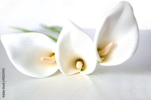 Billede på lærred calla blumen