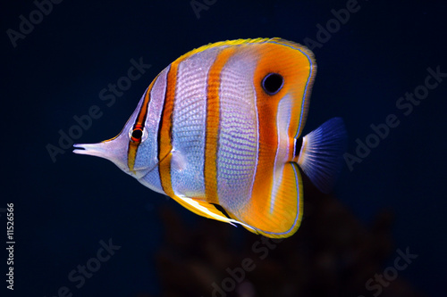 Colourful Sixspine butterfly-fish