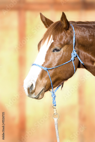 Beautiful Quarter Horse wearing a Rope Halter