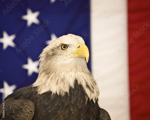 Bald Eagle and American Flag