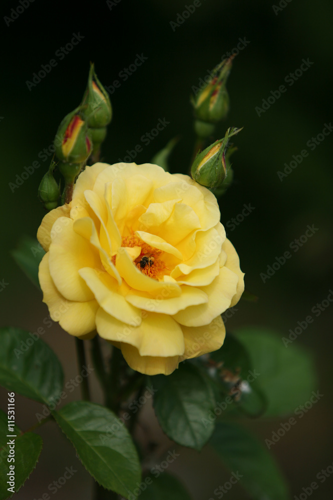 Yellow rose and a bee Yellow rose and a bee