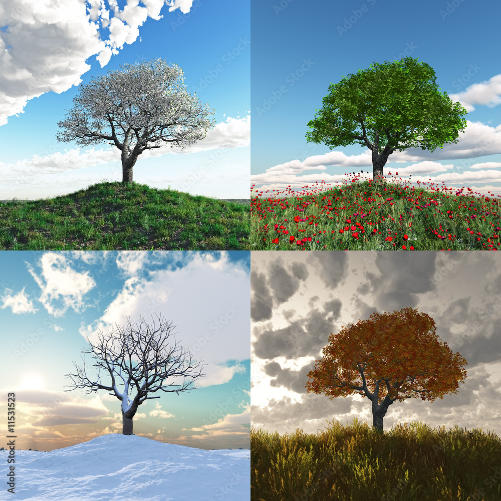 Obraz samotne drzewo w czterech porach roku upływ czasu