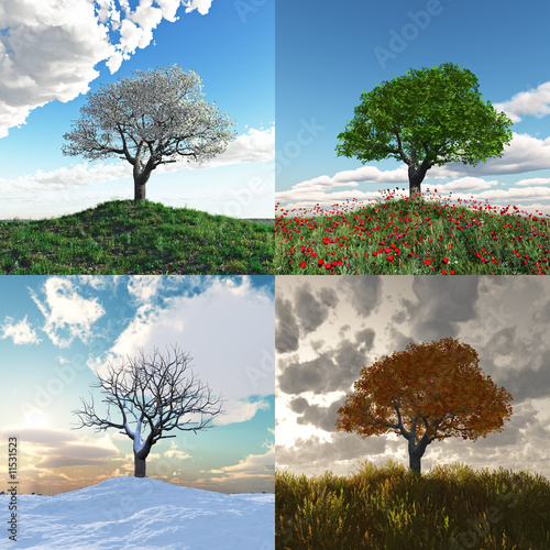 Obraz na płótnie samotne drzewo w czterech porach roku upływ czasu