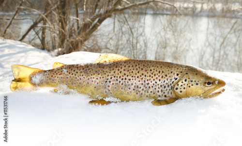 winter trout