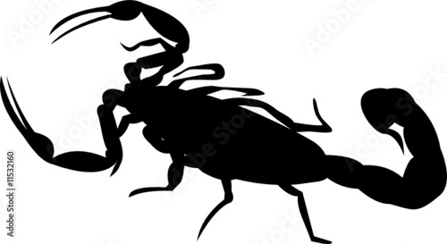 Scorpion © patrimonio designs
