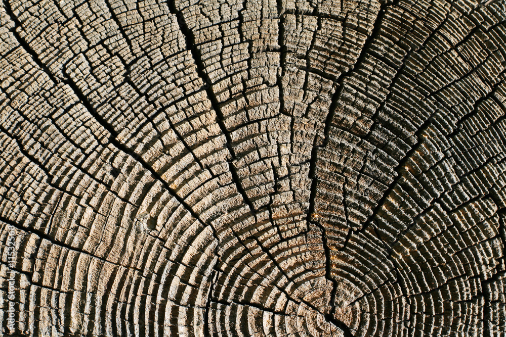 Fototapeta premium Pine wooden texture