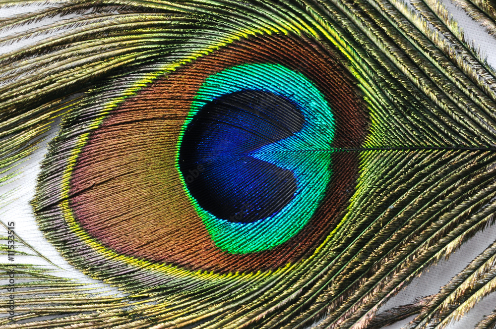 Obraz premium Peacock Feather