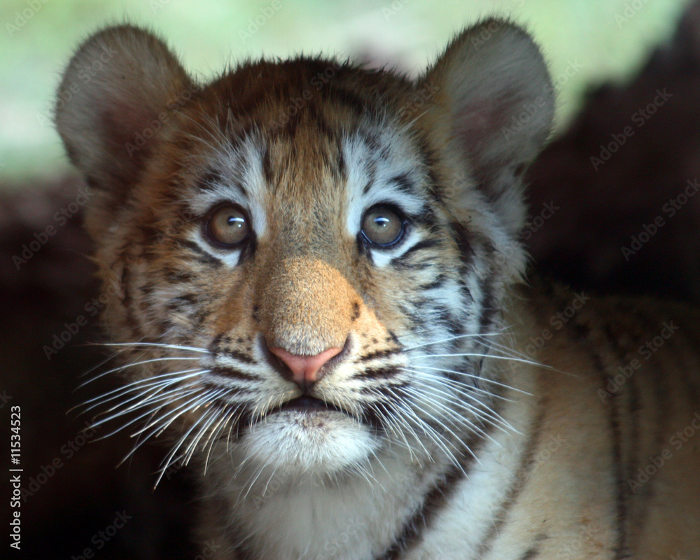 Fototapeta premium Baby Face