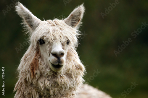 Alpaca