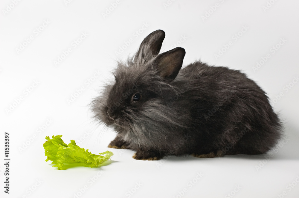 Obraz premium rabbit on white