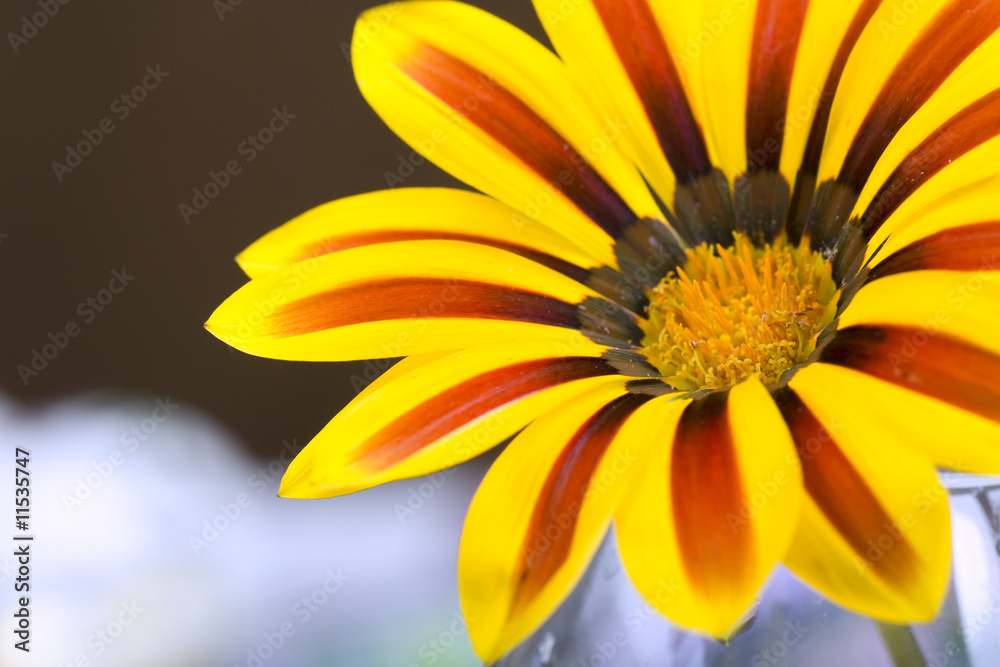 Flower Flower