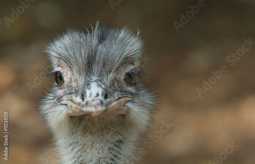 Head of young ostrich