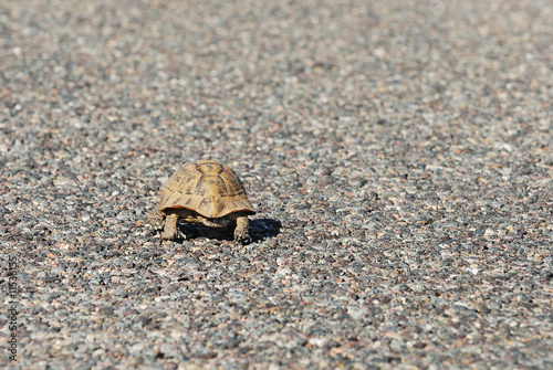 tortue sur la route